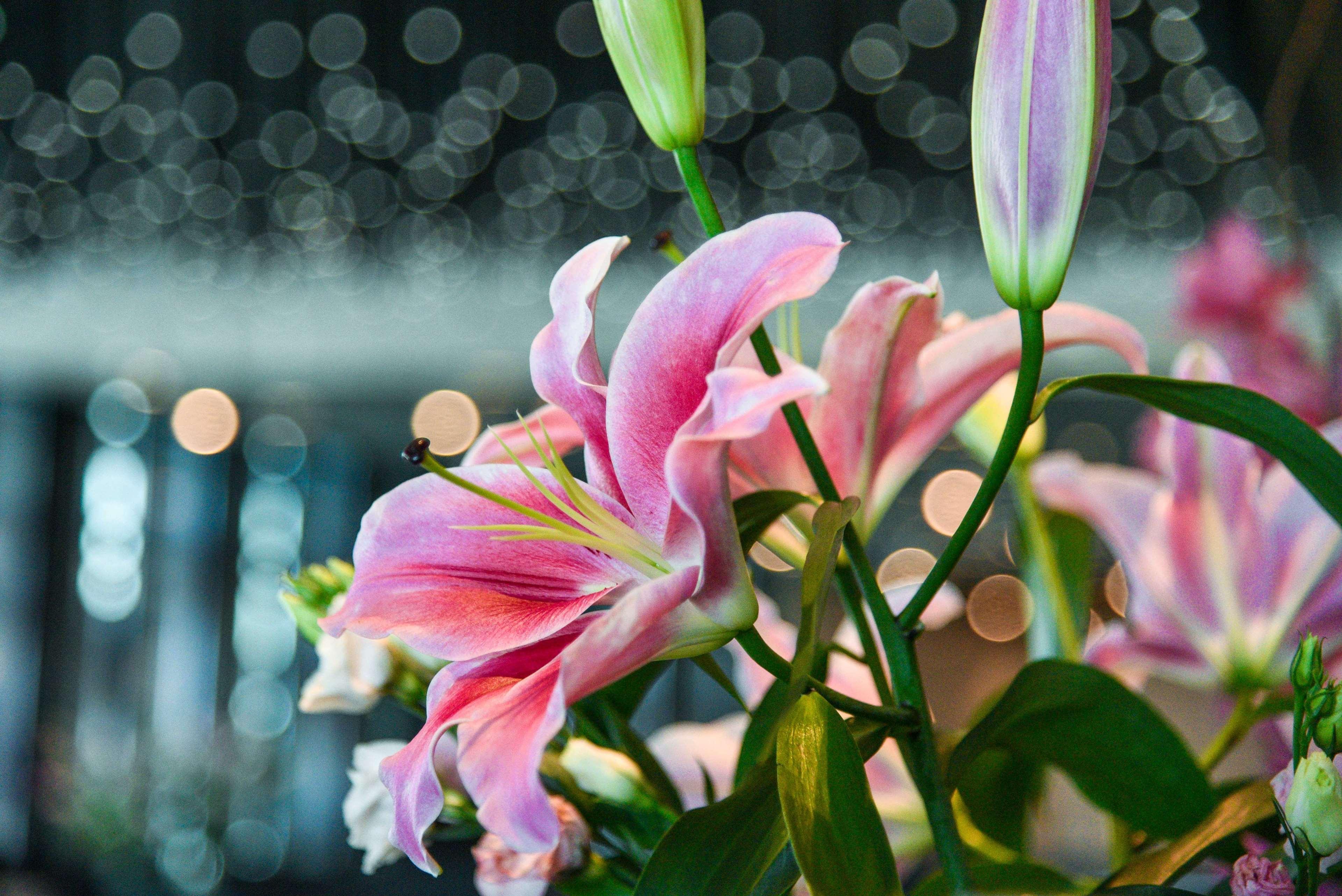 Park Hyatt Doha Hotel Ngoại thất bức ảnh Lilium × hybridum